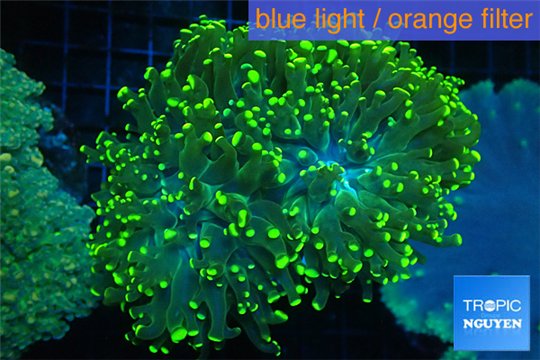 Euphyllia yaeyamaensis green 8-15 cm WYSIWYG acclimaté