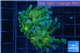 Euphyllia praancora green & purple tip 4-6 cm WYSIWYG acclimaté