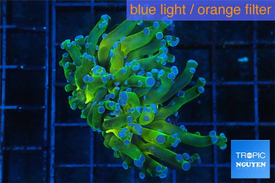 Euphyllia praancora green & purple tip 4-6 cm WYSIWYG acclimaté