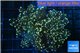 Euphyllia paradivisa orange 4-7 cm WYSIWYG acclimaté