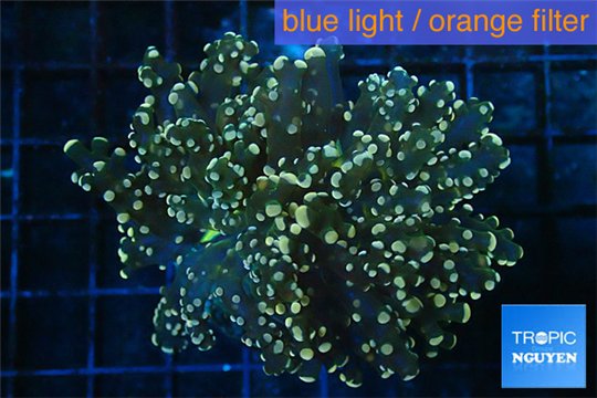 Euphyllia paradivisa orange 4-7 cm WYSIWYG acclimaté