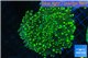 Euphyllia yaeyamaensis green 4-7 cm WYSIWYG acclimaté