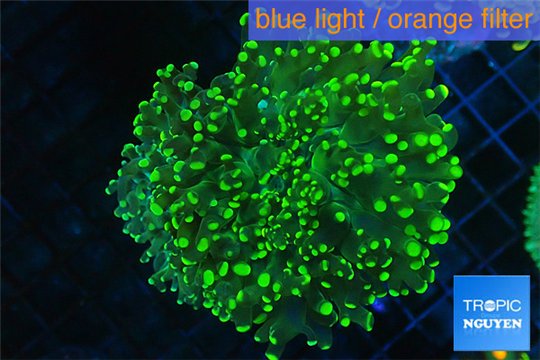Euphyllia yaeyamaensis green 4-7 cm WYSIWYG acclimaté