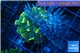 Euphyllia paraancora gold + sabelle 4-6 cm WYSIWYG acclimaté
