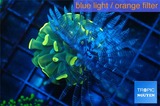 Euphyllia paraancora gold + sabelle 4-6 cm WYSIWYG acclimaté