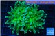 Euphyllia yaeyamaensis green 4-8 cm WYSIWYG acclimaté