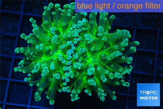 Euphyllia yaeyamaensis green 4-8 cm WYSIWYG acclimaté