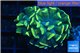 Euphyllia paraancora gold 4-7 cm WYSIWYG acclimaté