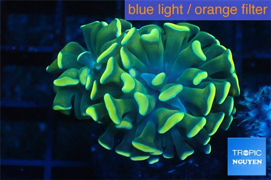 Euphyllia paraancora gold 4-7 cm WYSIWYG acclimaté