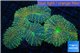 Lobophyllia orange & green 6-10 cm WYSIWYG acclimaté