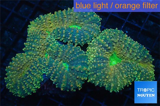 Lobophyllia orange & green 6-10 cm WYSIWYG acclimaté