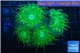 Duncanopsammia green 4-5 polyps WYSIWYG acclimaté