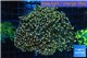 Euphyllia paradivisa orange 7-9 cm WYSIWYG acclimaté