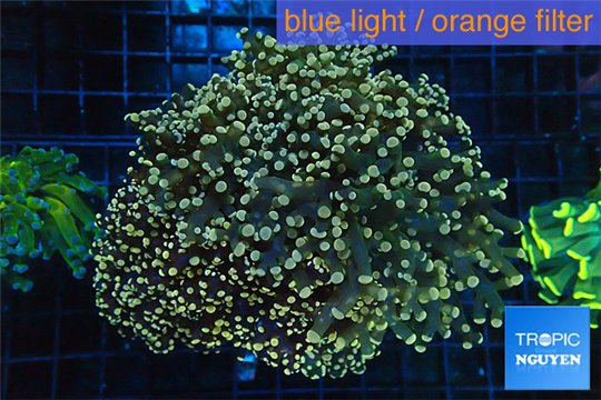 Euphyllia paradivisa orange 7-9 cm WYSIWYG acclimaté
