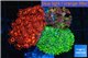 Goniopora garden mix color premium 4-8 cm WYSIWYG acclimaté