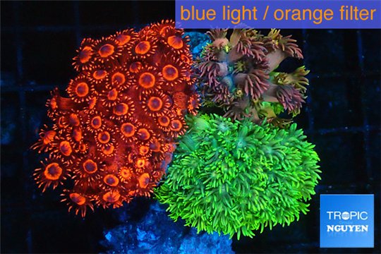 Goniopora garden mix color premium 4-8 cm WYSIWYG acclimaté