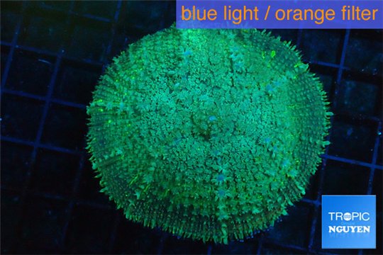 Rhodactis green big leaf 5-8 cm WYSIWYG acclimaté