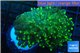 Euphyllia yaeyamaensis green 5-9 cm WYSIWYG acclimaté