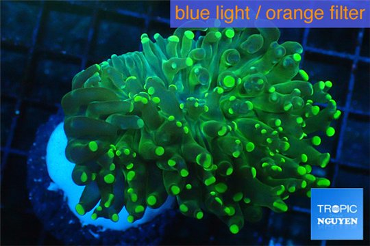 Euphyllia yaeyamaensis green 5-9 cm WYSIWYG acclimaté