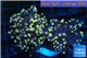 Euphyllia paradivisa orange 4-8 cm WYSIWYG acclimaté
