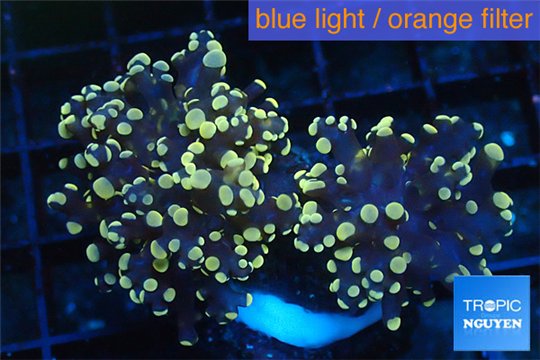 Euphyllia paradivisa orange 4-8 cm WYSIWYG acclimaté