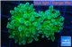 Euphyllia yaeyamaensis green 4-7 cm WYSIWYG acclimaté