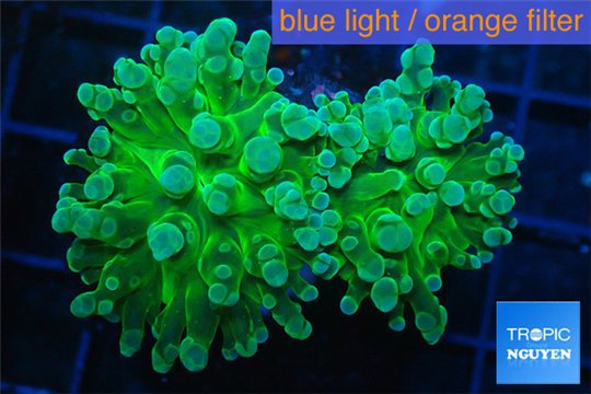 Euphyllia yaeyamaensis green 4-7 cm WYSIWYG acclimaté