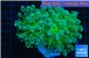 Euphyllia yaeyamaensis green 4-7 cm WYSIWYG acclimaté