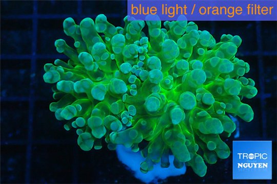 Euphyllia yaeyamaensis green 4-7 cm WYSIWYG acclimaté