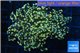 Euphyllia paradivisa orange 4-8 cm WYSIWYG acclimaté