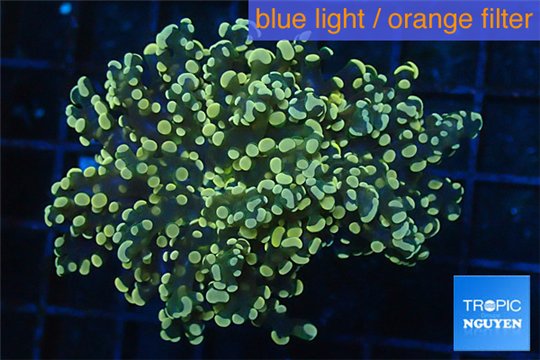 Euphyllia paradivisa orange 4-8 cm WYSIWYG acclimaté