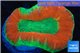 Trachyphyllia red green premium 4-6 cm WYSIWYG acclimaté