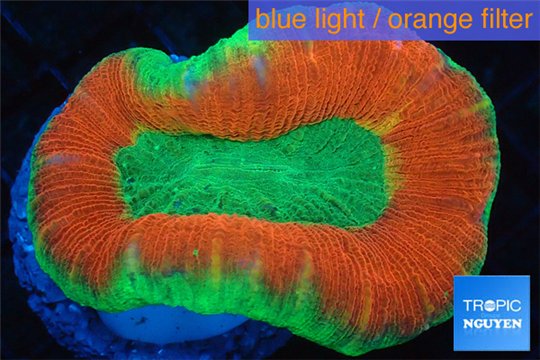 Trachyphyllia red green premium 4-6 cm WYSIWYG acclimaté