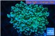 Euphyllia yaeyamaensis green 4-7 cm WYSIWYG acclimaté