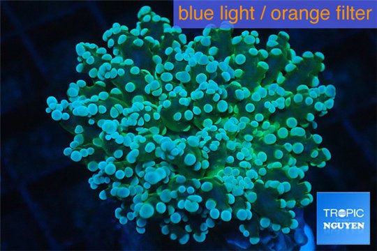 Euphyllia yaeyamaensis green 4-7 cm WYSIWYG acclimaté