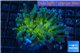 Euphyllia glabrescens golden 4-7 cm WYSIWYG acclimaté
