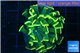 Euphyllia paraancora gold 3-5 cm WYSIWYG acclimaté