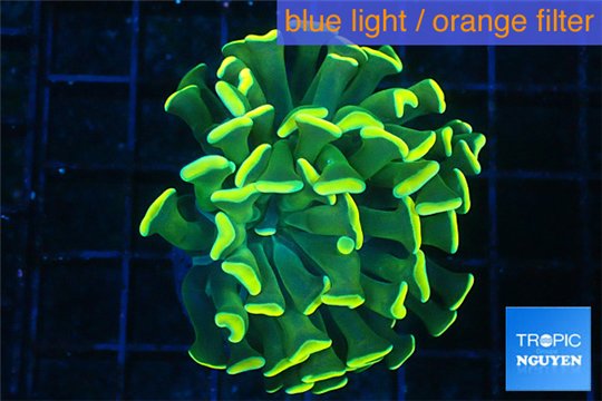 Euphyllia paraancora gold 3-5 cm WYSIWYG acclimaté