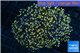Euphyllia paradivisa orange 7-10 cm WYSIWYG acclimaté