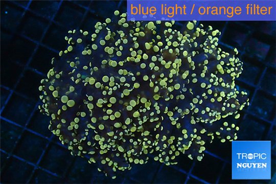 Euphyllia paradivisa orange 7-10 cm WYSIWYG acclimaté