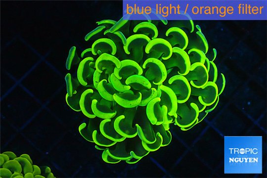 Euphyllia paraancora gold 4-6 cm WYSIWYG acclimaté