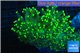 Euphyllia glabrescens green & yellow tip 6-11 cm WYSIWYG acclimaté