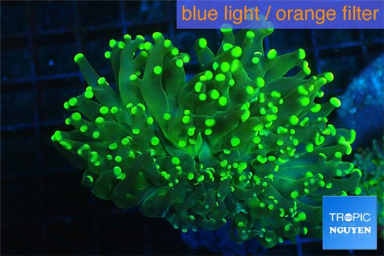 Euphyllia glabrescens green & yellow tip 6-11 cm WYSIWYG acclimaté