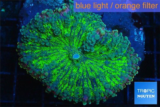 Ricordea yuma green purple 1 polyp WYSIWYG acclimaté