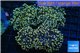 Euphyllia paradivisa orange 9-15 cm WYSIWYG acclimaté