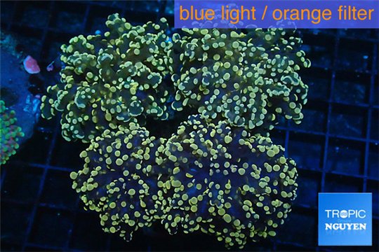 Euphyllia paradivisa orange 9-15 cm WYSIWYG acclimaté