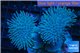 Sarcophyton double body & long polyps 7-10 cm WYSIWYG acclimaté