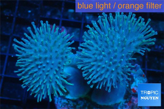 Sarcophyton double body & long polyps 7-10 cm WYSIWYG acclimaté