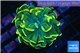 Euphyllia paraancora gold 3-5 cm WYSIWYG acclimaté