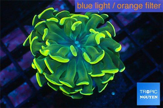 Euphyllia paraancora gold 3-5 cm WYSIWYG acclimaté